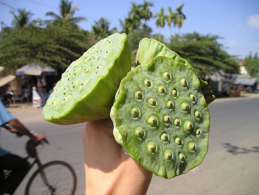 ラオス ハスのつぼみ つぼみ 食べる おやつ 東南アジア アジア 前景 緑色 人間の手 Pxfuel