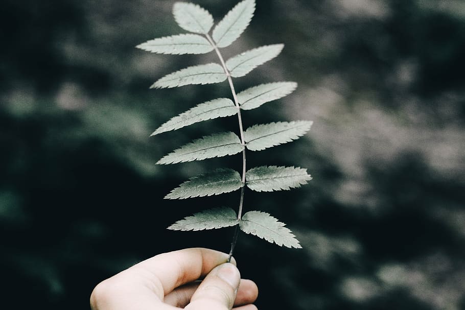 green, leaf, plant, nature, blur, human hand, hand, one person, human body part, plant part