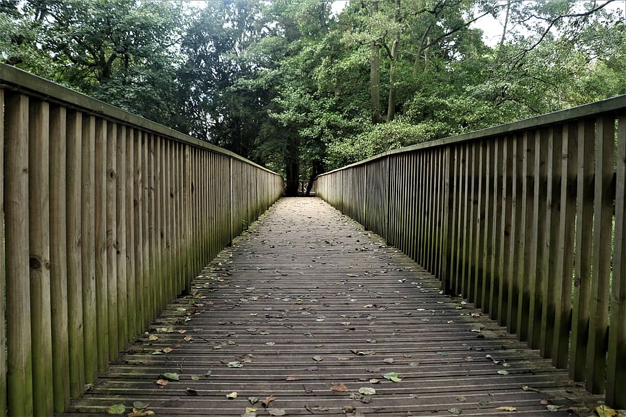 bridge, wooden bridge, path, pathway, landscape, walk, trail, trees, walkway, tree