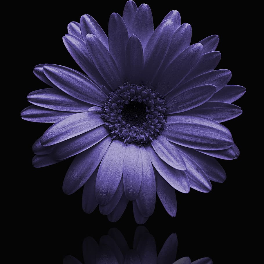 grayscale photo, daisy, bloom, flower, plant, flowering, petal, floral, blue flower, black background