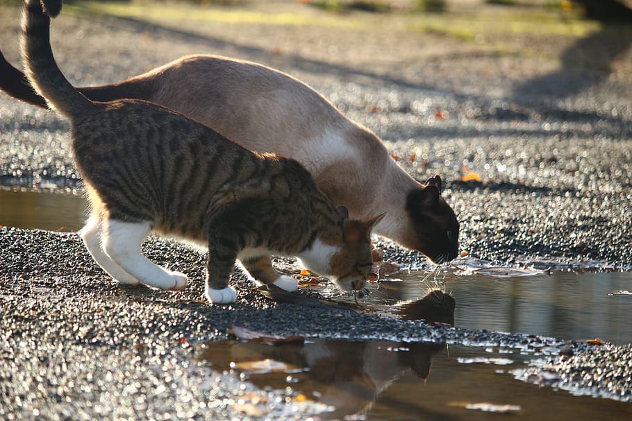 selective, focus photography, two, tabby, cat, siamese cat, body, water, puddle, drink