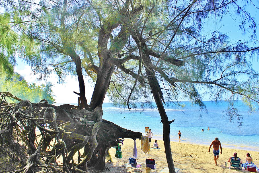 hanalei, kauai, hawaii, beach, sand, vacation, holidays, tree, water, plant