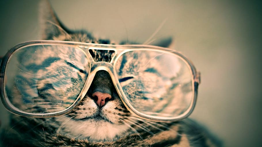perak, kucing betina, kucing, mengenakan, kacamata, dipilih, fotografi, hewan peliharaan, berbulu, hewan