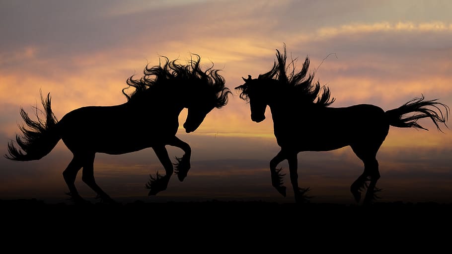 silhouette photography, two, horse, sunset, horses, photoshop, graphics, silhouettes, sky, silhouette