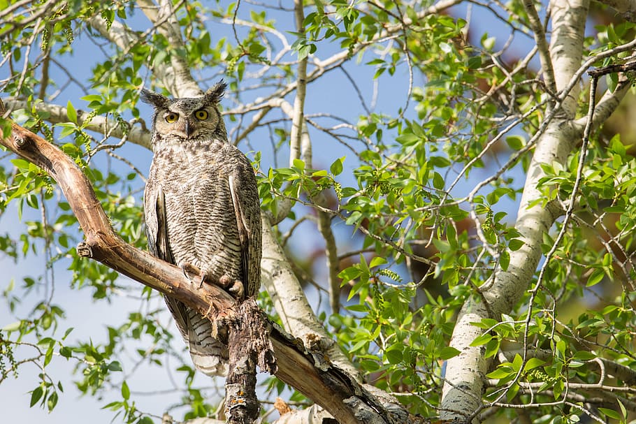 brown, owl perch, tree branch, daytime, great horned owl, tree, predator, wildlife, perched, raptor