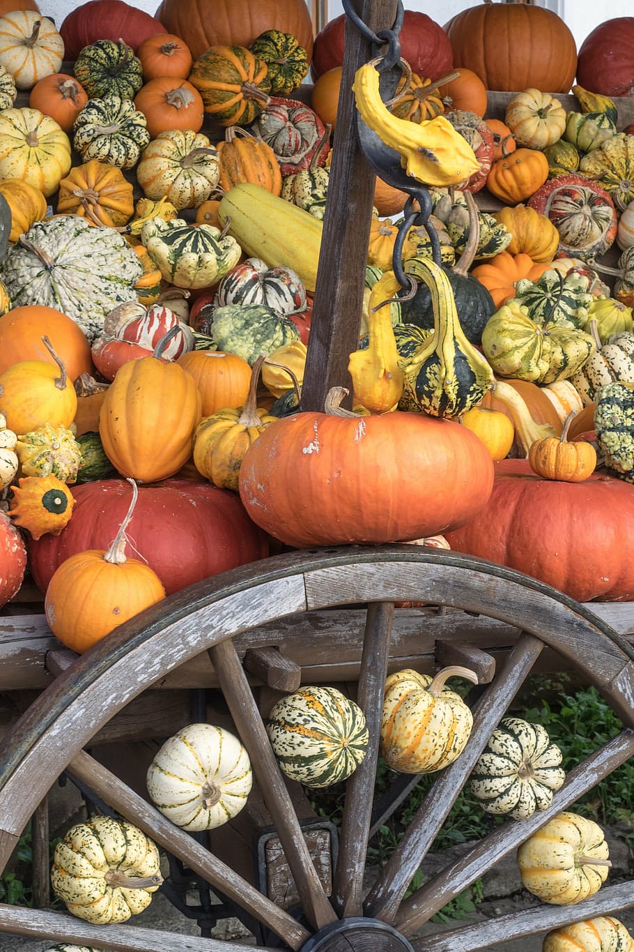 pumpkins, autumn, orange, yellow, gourd, decoration, vegetables, autumn motives, structure, color