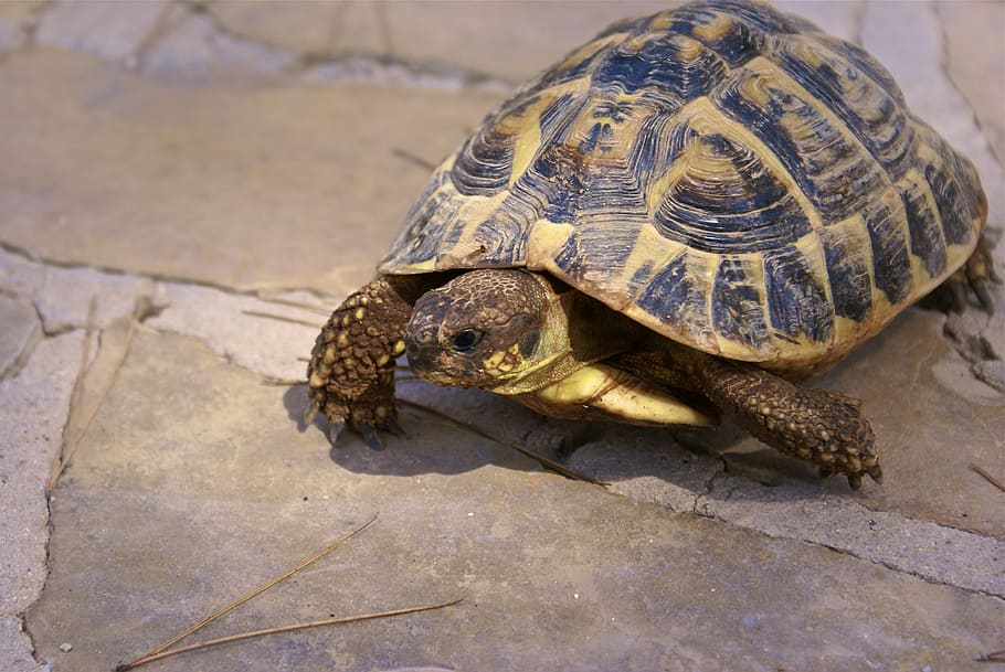 Herman, Tortoise, Pet, Earth, herman tortoise, one animal, animal shell, tortoise shell, animals in the wild, animal themes