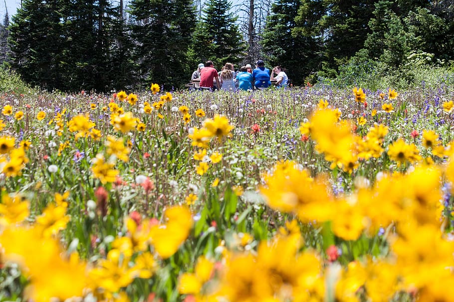 group, people, sitting, middle, forest, yellow, black-eyed, susan flowers, flower meadow, picnic