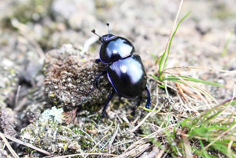 earth-boring dung beetle, bug, biology, dung, insect, beetle, environment, macro, nature, black