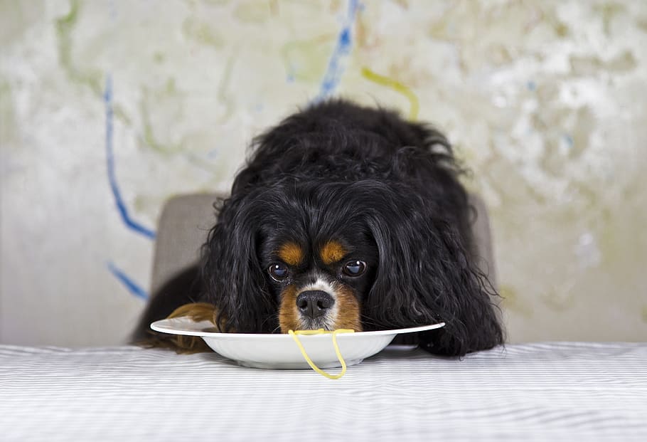 cavalier, king charles spaniel, eating, plate, dog, purebred dog, three coloured, black, landscape format, funny