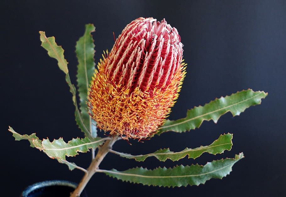 Asli, Banksia, Australia, bunga liar, berkembang, Flora, botani, Bunga, menanam, daun