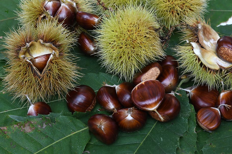 chestnut, musim gugur, buah-buahan, hutan, keriting, enak, vegetarian, chestnut panggang, alam, makanan dan minuman