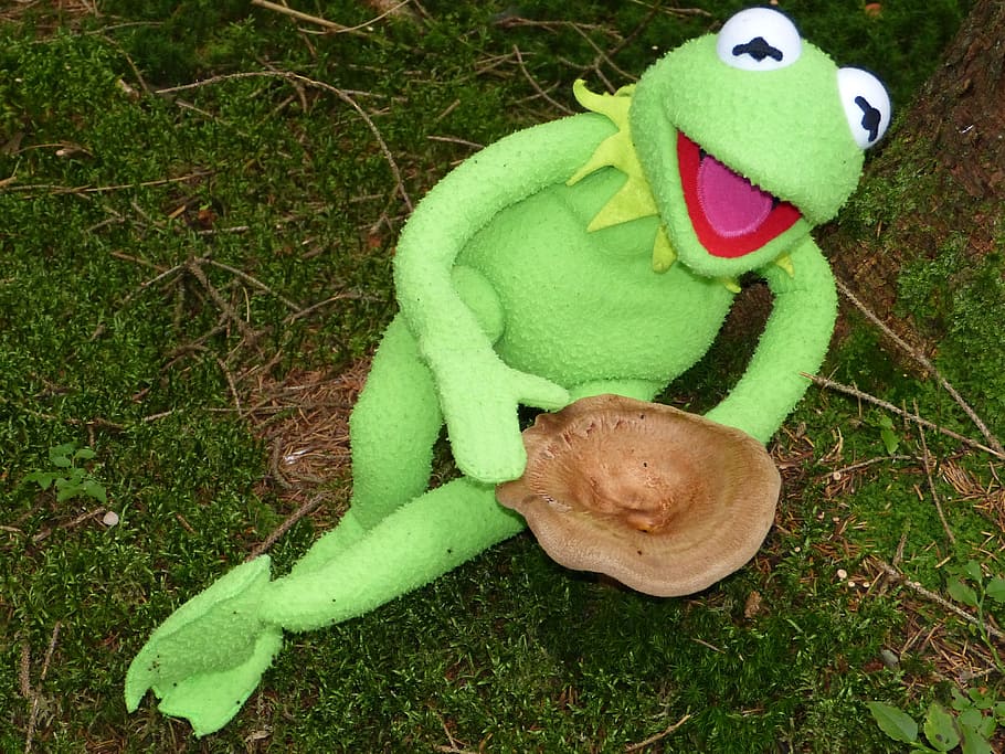 Kermit, Frog, Mushroom, Autumn, to find, forest, green, doll, nature, grass