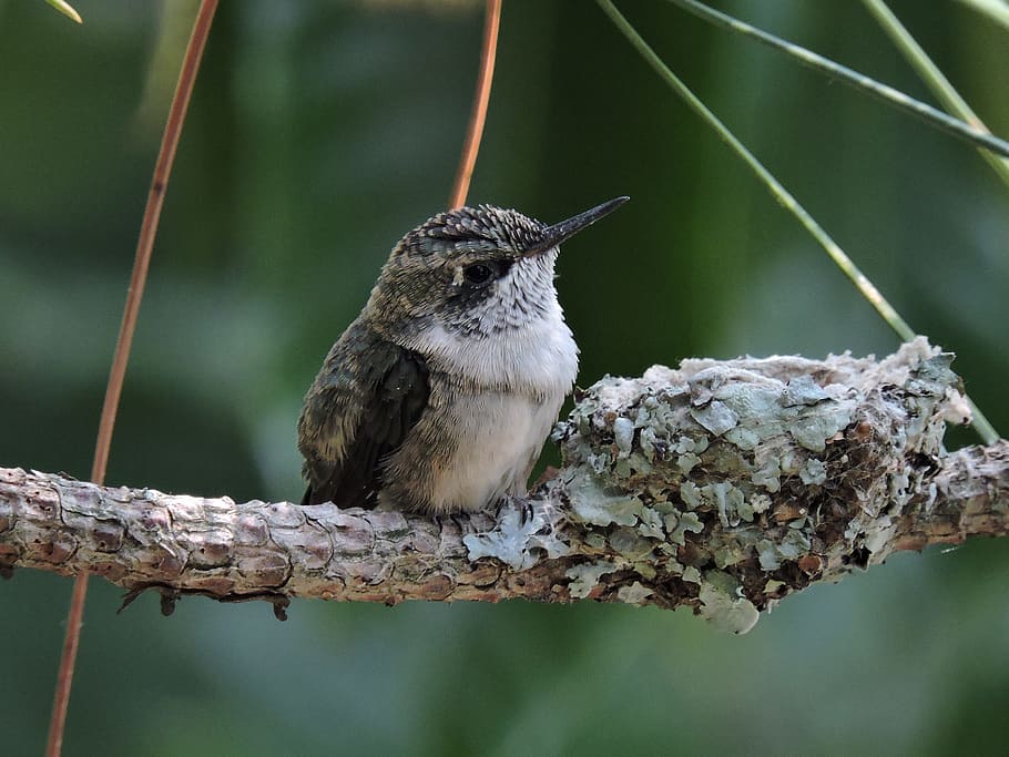 brown, hummingbird perching, tree branch, Hummingbird, Bird, Nest, baby, fledgling, nature, spring