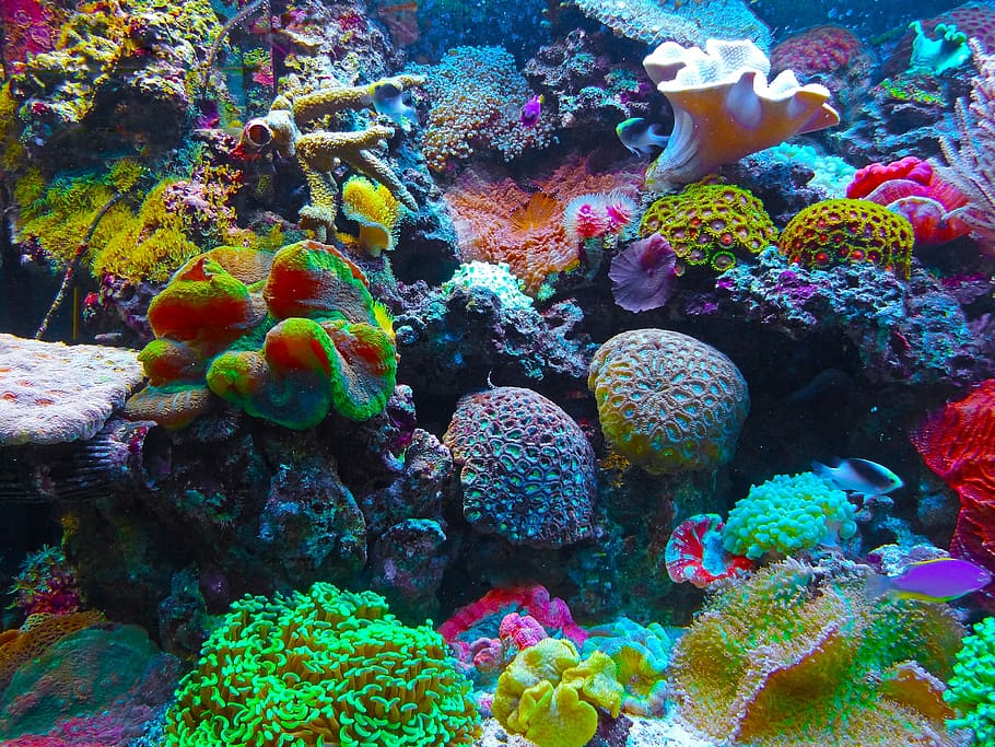 各種人工サンゴ, 人工サンゴ, サンゴ, サンゴ礁, 海, 南海, 海水, 海水プール, 水族館, 熱帯魚飼育