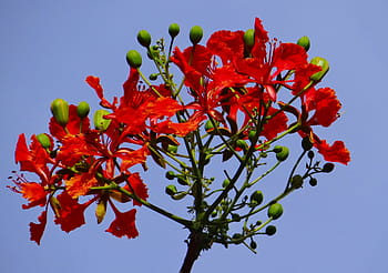 Royalty Free Flame Tree Flower Photos Free Download Pxfuel