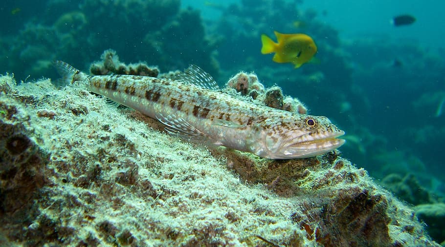 variegated lizardfish, reef, coral, marine, tropical, exotic, saltwater, ocean, underwater, sea