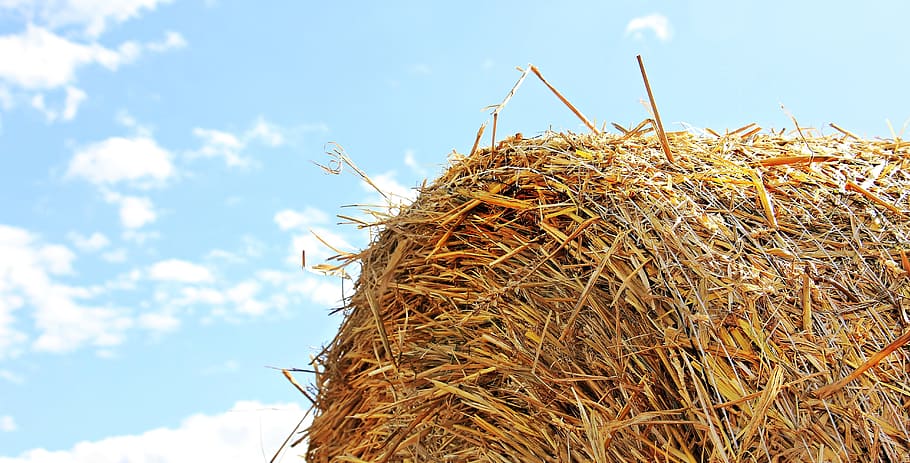 hey, worm, eyeview, straw role, harvest, straw, agriculture, round bales, field, stubble