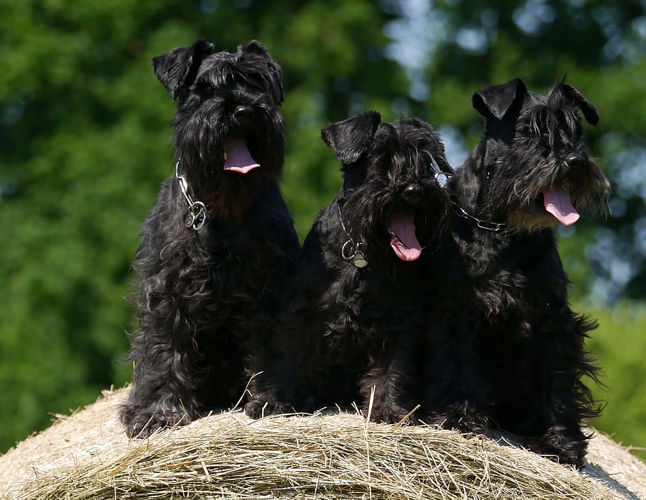 three, black, scottish terrier, dogs, schnauzer, hay bales, animal themes, animal, pets, domestic