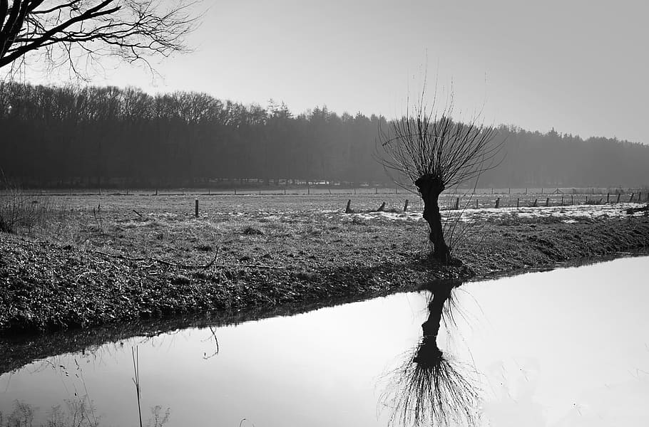 pasture, river, niederrhein, landscape, nature, green, grey, spring, weeping willow, black And White