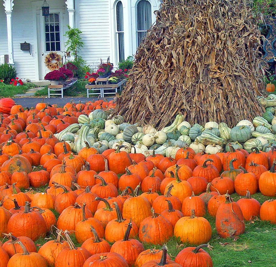 Pumpkins, Gourds, Corn, Stalks, Autumn, fall, halloween, flowers, house, food and drink
