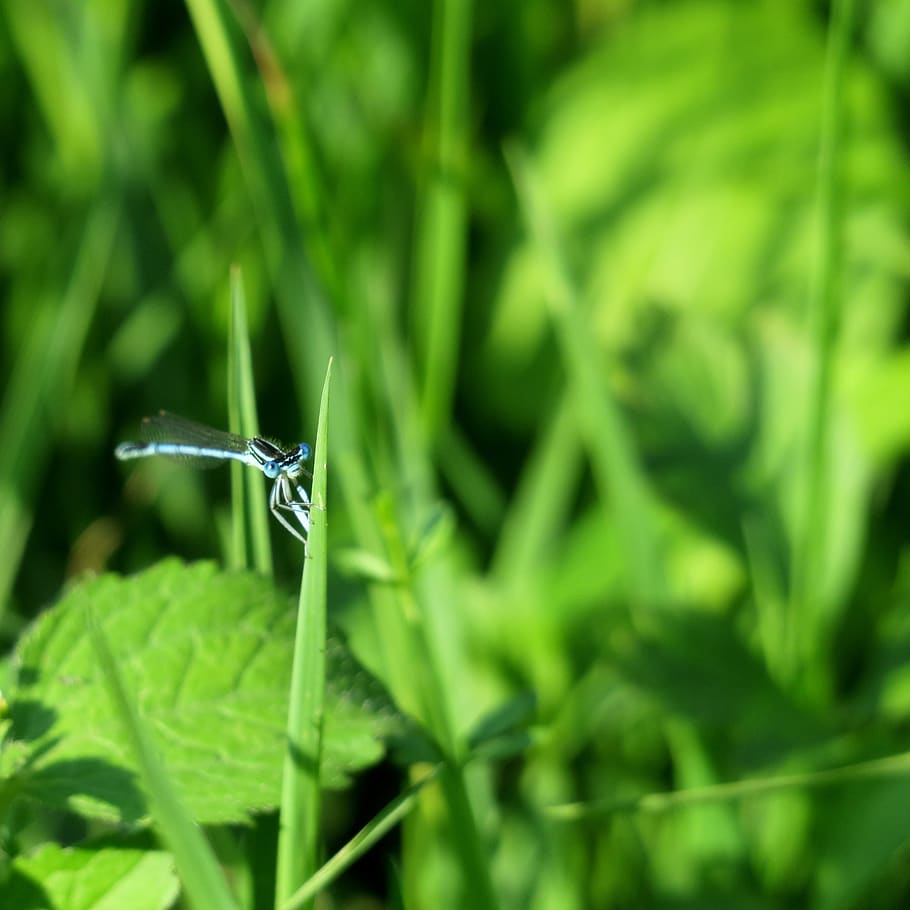 dama de honra azul, libélula, folha de grama, inseto de vôo, libélula pequena, cor verde, planta, crescimento, invertebrado, inseto