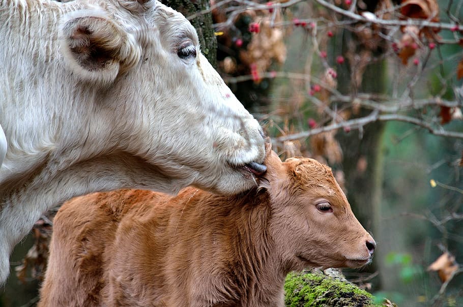 fotografia de close-up, branco, vaca, lambendo, orelha, marrom, bezerro, durante o dia, mãe, mãe e filho