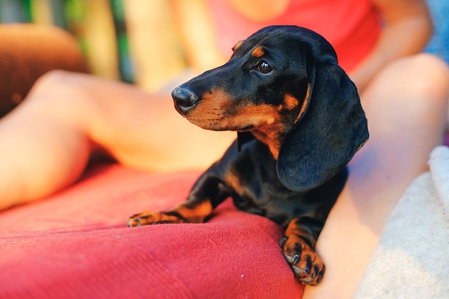 dog, dachshund, puppy, animal, pet, little, young, cute, canine, brown