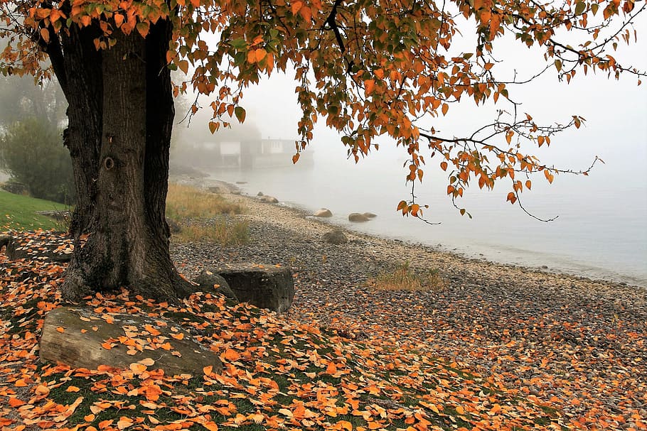 brown, tree, body, water, fog, autumn, lake, nature, leaf, season