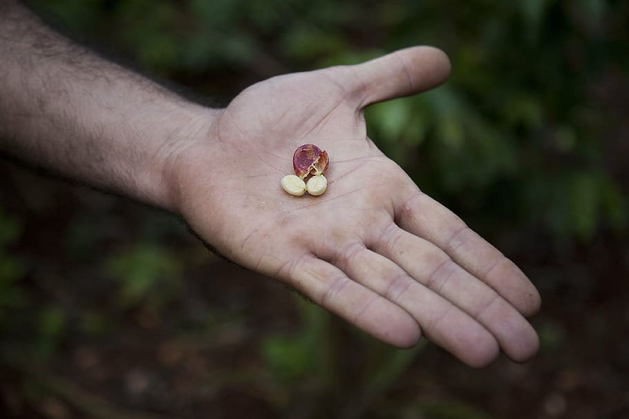 sementes, pessoa, esquerda, palma, grãos de café, plantação de café, plantação, Cuba, mão humana, parte do corpo humano