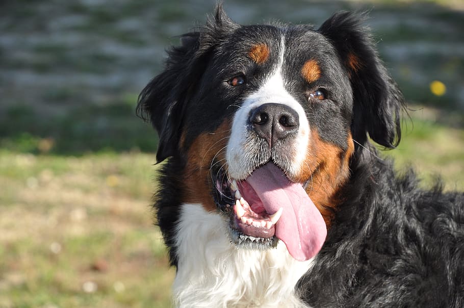 fotografia de close-up, Bernese Mountain Dog, Cachorro grande, Familiar, natureza, animal doméstico, animal, cachorro, família, animal de estimação