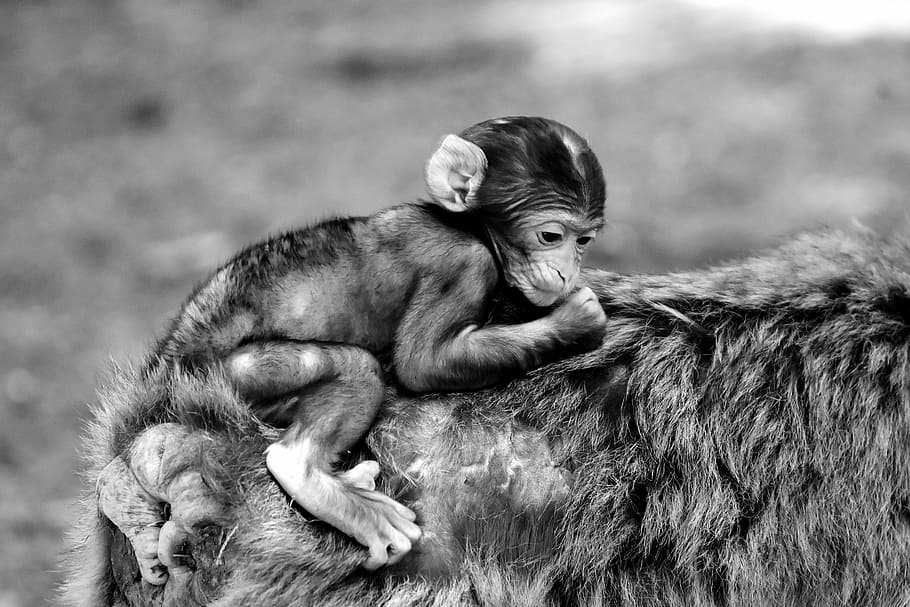 Baby Monkey, Barbary Ape, especies en peligro de extinción, mono montaña salem, animal, animal salvaje, zoológico, blanco y negro, mamífero, Temas de animales