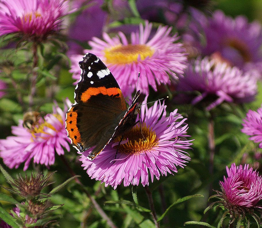 red, admiral butterfly, perched, purple, petaled flower, closeup, photography, butterfly, astra, rusalka