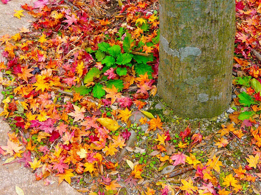 autumn, leaves, fallen, ground, lands, woods, trunks, woody, plants, maple