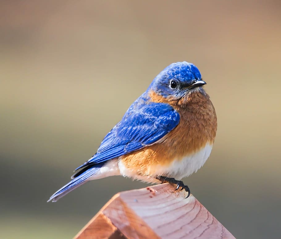 blue, brown, robin bird, perched, bird house, daytime, bluebird, eastern bluebird, bird, avian