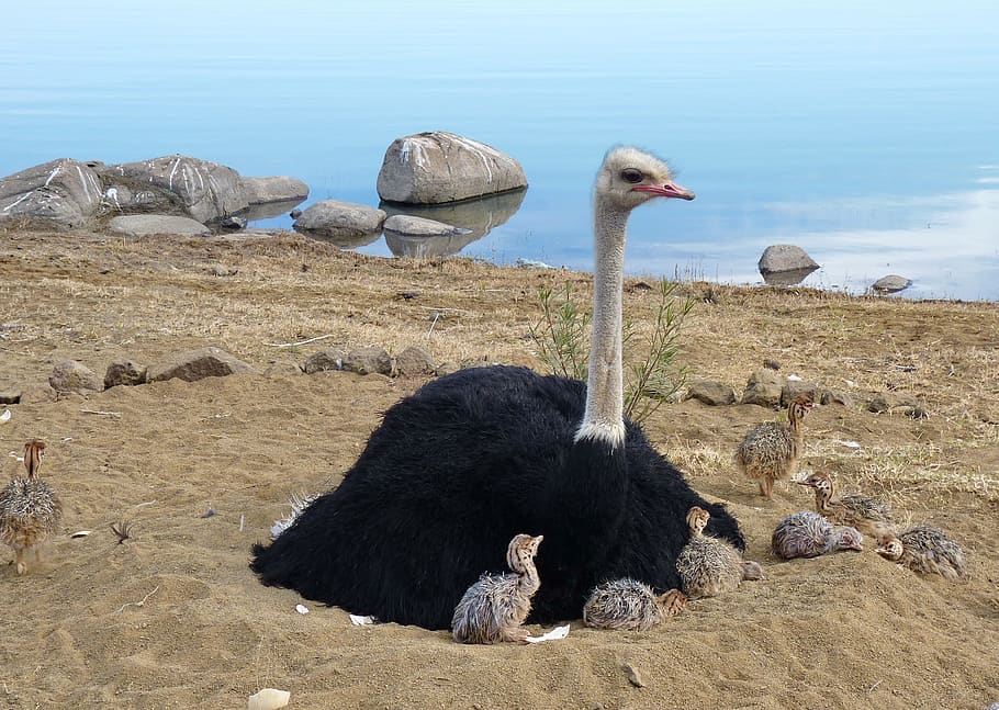 avestruces, ramo, strauss, pájaro, pájaro no volador, bebé strauss, bebés strauss, ramo de bebé, ramo de bebés, animal