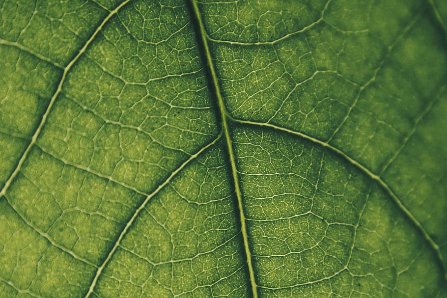 leaf, macro, green, nature, the background, life, grow, the structure of the, texture, model
