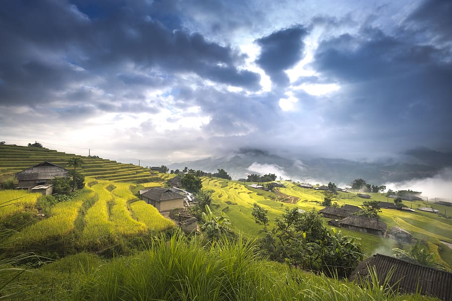 베트남, 쌀, 논, ha giang, 테라스, hoang su phi, 여행, 풍경, 자연, 산