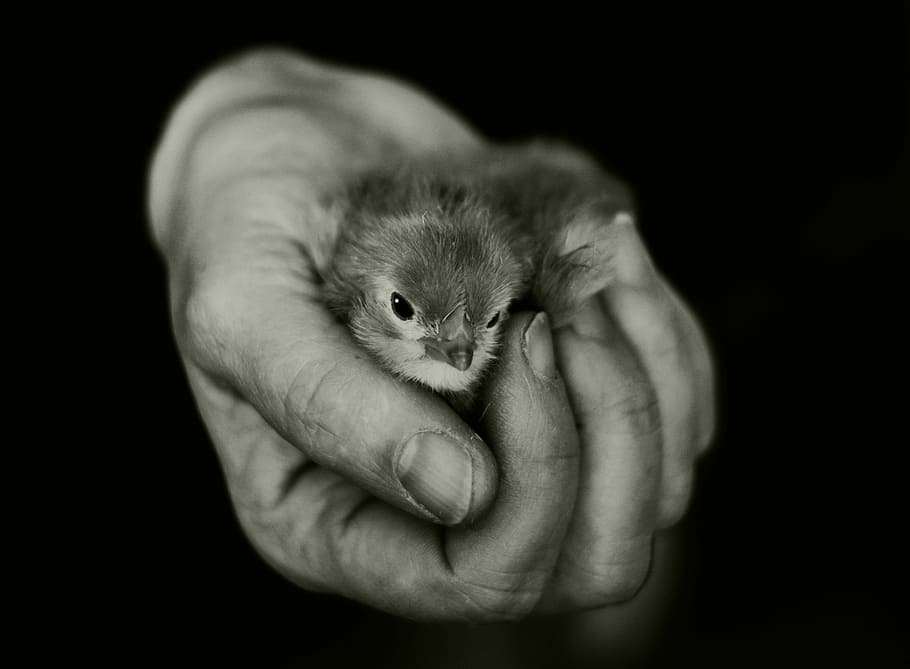 person holding bird, hand, chicks, keep, security, hatched, animal, young animal, fluffy, plumage