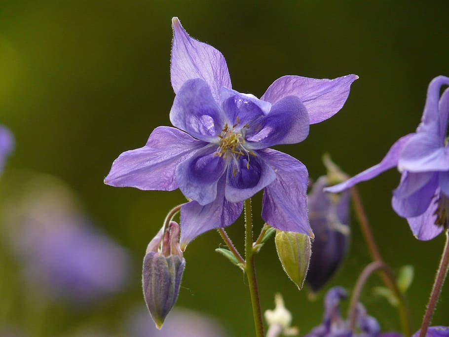 一般的なアケレイ オダマキ 花 植物 青 紫 青紫 庭の植物 有毒植物 閉じる Pxfuel