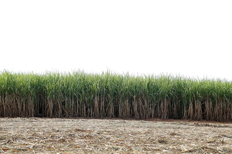 reed bed, the sugar cane-of-sugar, crop, agricultural, farm, harvester, harvest, brazil, goiás, agriculture