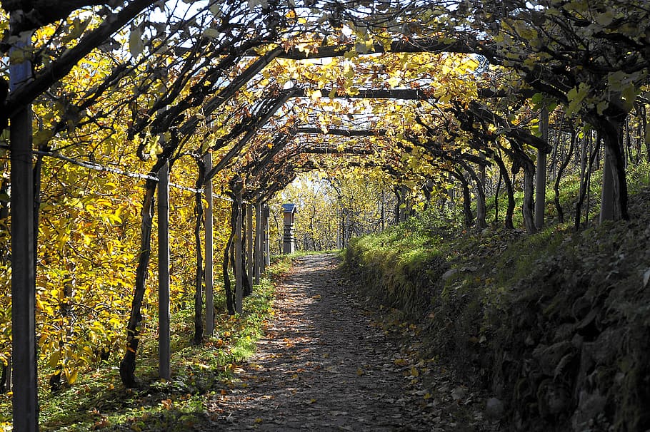 waalweg, lana, autumn, nature, golden autumn, leaves, colors of autumn, south tyrol, fall foliage, leaf