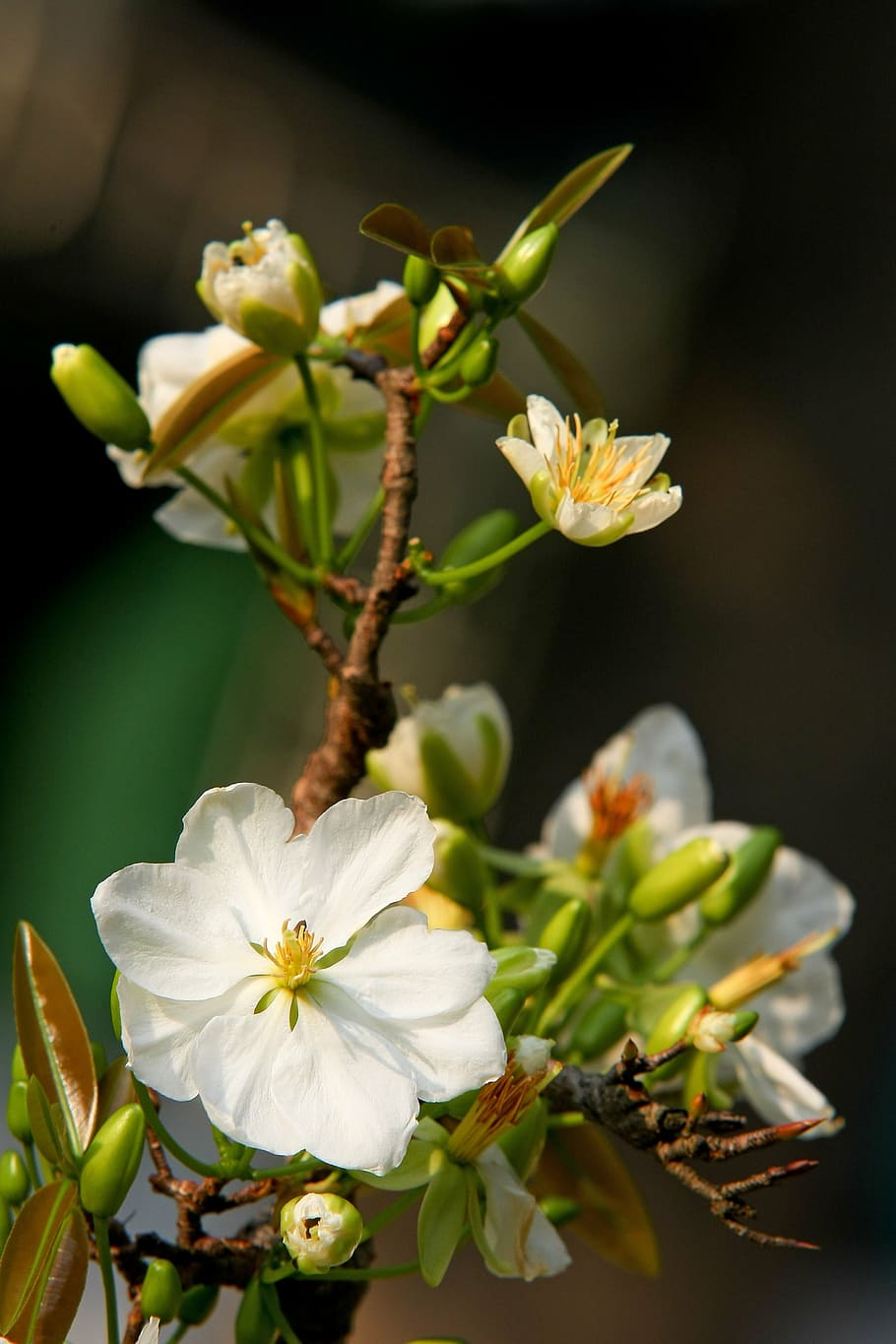 flor de pétala branca, leopardo, ano novo lunar, vietnamita tet, vietnã, primavera, jardim, beleza, bela foto, viagem
