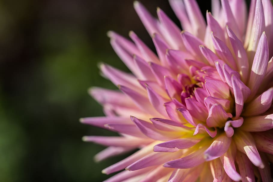 flor de crisantemo, Macro shot, crisantemo, flor, naturaleza, flores, natural, planta, color rosa, primer plano