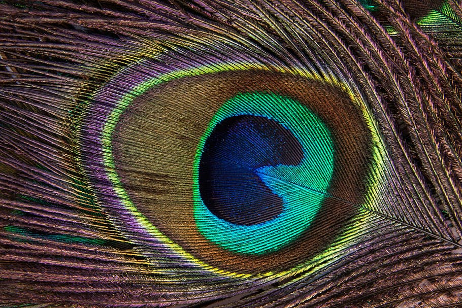 multicolored peacock feather, peacock feather, structure, fund, peacock, pavo cristatus, bird feather, eye, colorful, jewellery