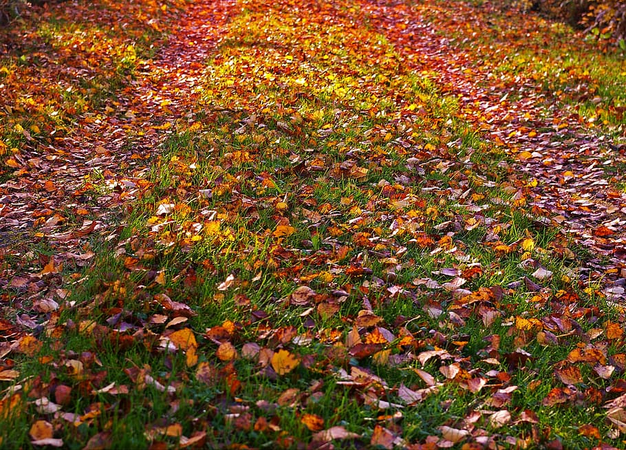 follaje de otoño, otoño dorado, otoño, hojas, hojas en otoño, octubre dorado, color de otoño, color, bosque otoñal, colorido