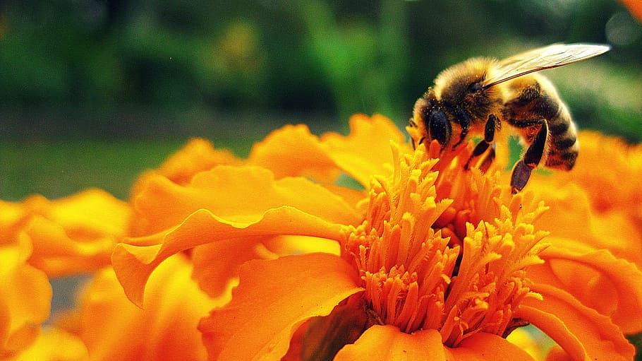 amarelo, preto, abelha, flor, inseto, pólen, polinizar, polinização, mel, natureza