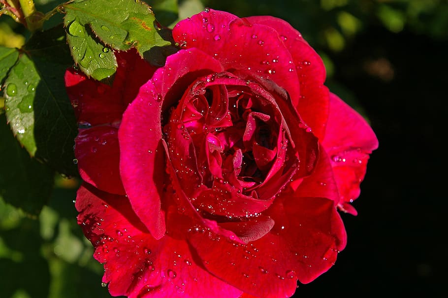 Rosa, rojo, rosa roja, rosa perfumada, jardín de rosas, flor, floración, rosas, rosas de jardín, rosa abierta