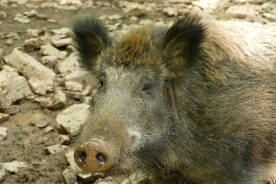 hog, sus scrofa, ever, wild boar, wild, fauna, mammal, nature, pig, scratch