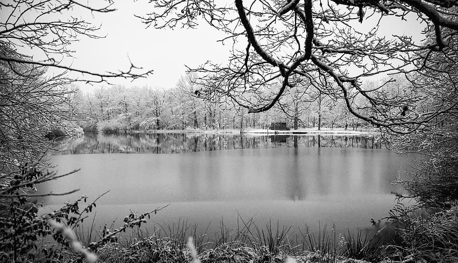 body of water, greyscale, photography, tree, water, plant, lake, tranquility, beauty in nature, bare tree